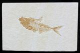 Diplomystus Fossil Fish - Wyoming #32789-1